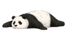 Liggende panda lurer på hva som skjer
